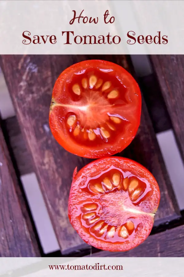 How To Save Tomato Seeds To Plant Next Year