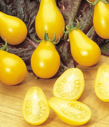 Growing Yellow pear tomatoes in December