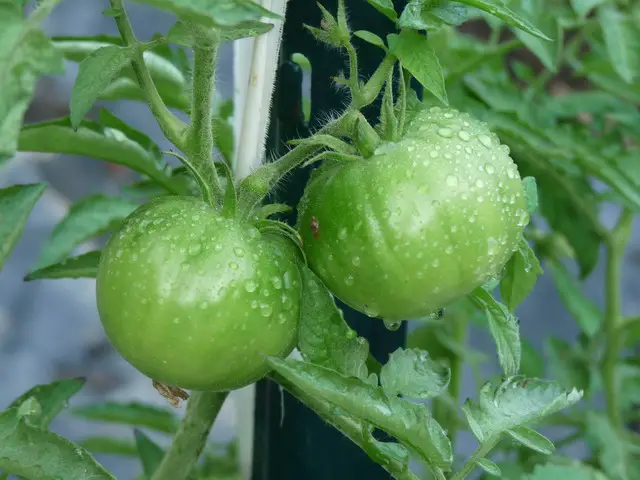 2-green-tomatoes