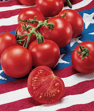 Jet Star Tomato: Tomato of the Month