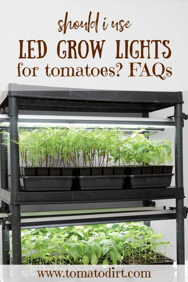 10+ Tomato Grow Lights