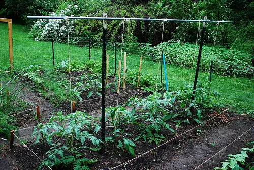 https://www.tomatodirt.com/images/tomato-trellis-a-growing-tradition.jpg